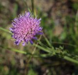 Knautia arvensis