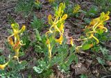 Corydalis sewerzowii