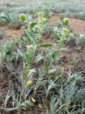 Alyssum dasycarpum