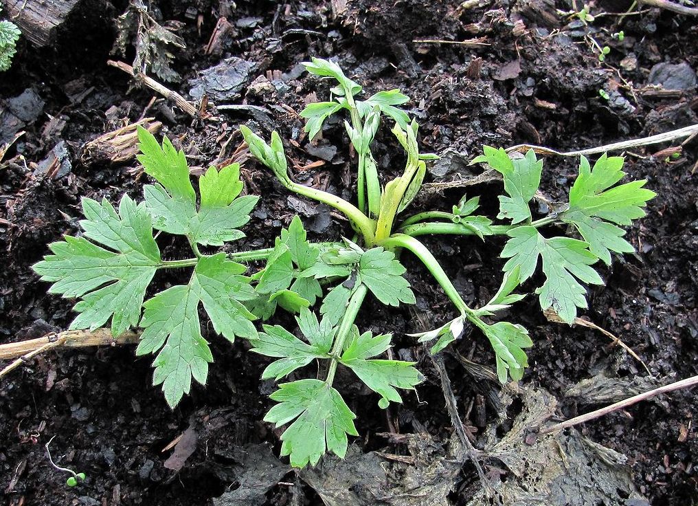 Изображение особи Ranunculus repens.