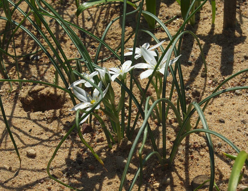 Изображение особи род Ornithogalum.