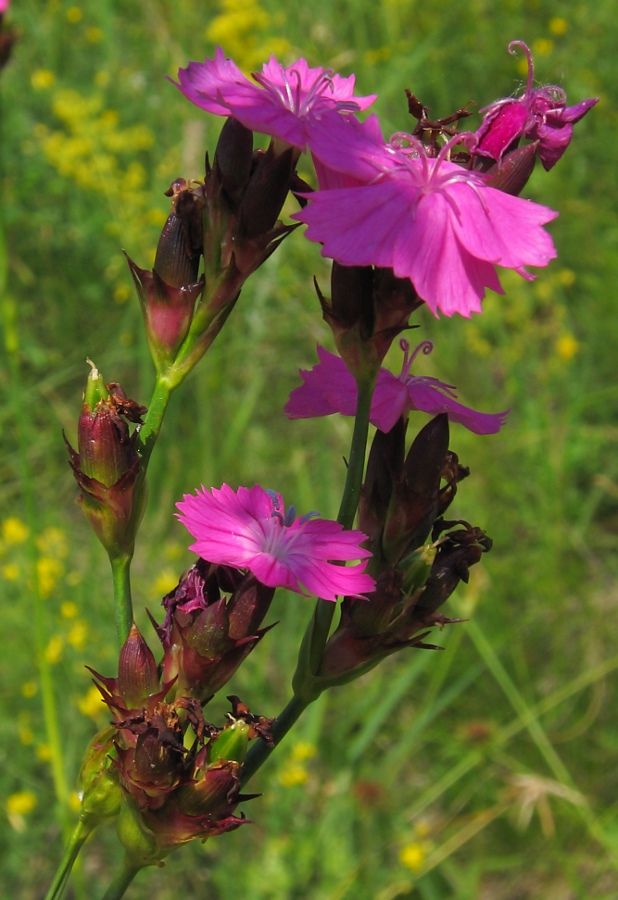 Изображение особи Dianthus borbasii.