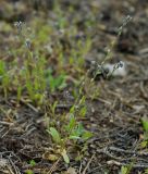 Myosotis micrantha. Цветущее растение в разреженном сосняке. Ульяновская обл., Новоспасский р-н, окр. с. Свирино. 18.05.2011.