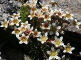 Saxifraga exarata