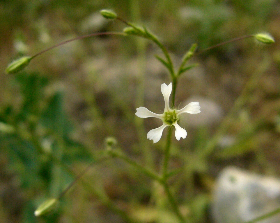 Изображение особи Pseudosaponaria pilosa.