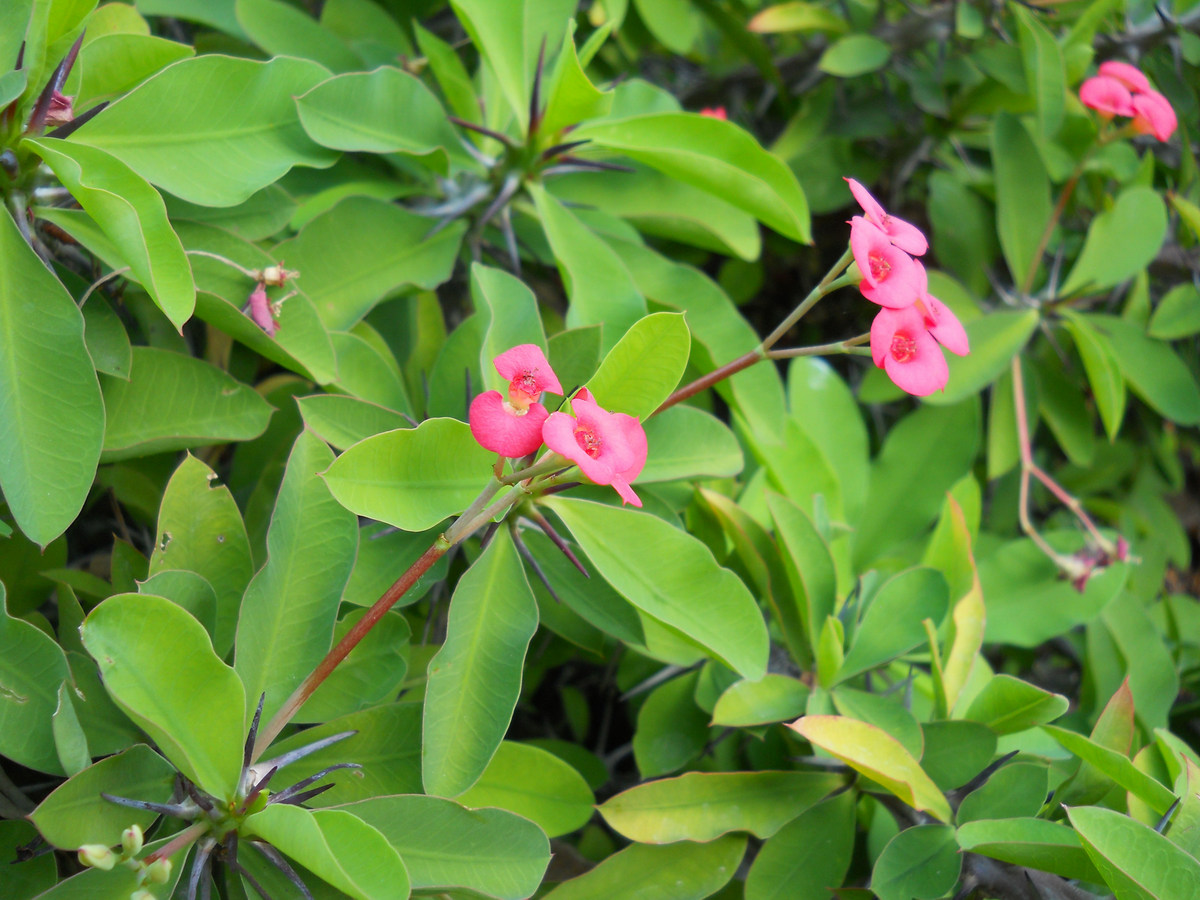 Изображение особи Euphorbia splendens.