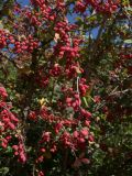 Berberis densiflora