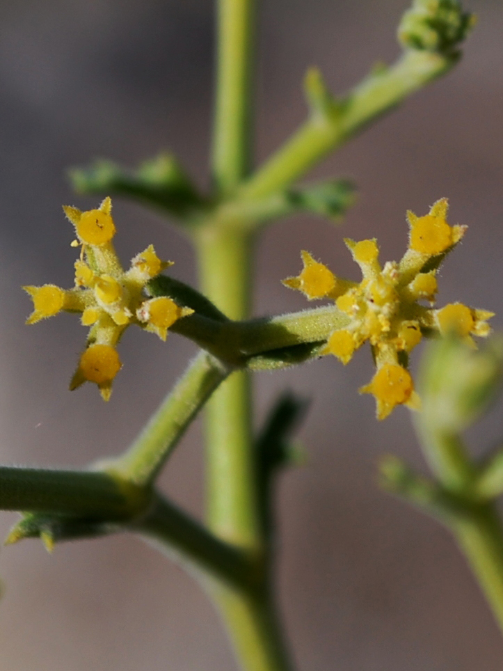 Изображение особи Echinophora sibthorpiana.