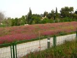 Silene palaestina. Аспект цветущих растений, высеянных для озеленения вместе с Papaver (предположительно P. humile) и Chrysanthemum coronarium. Израиль, Шарон, пос. Кфар Шмариягу. 25.03.2008.