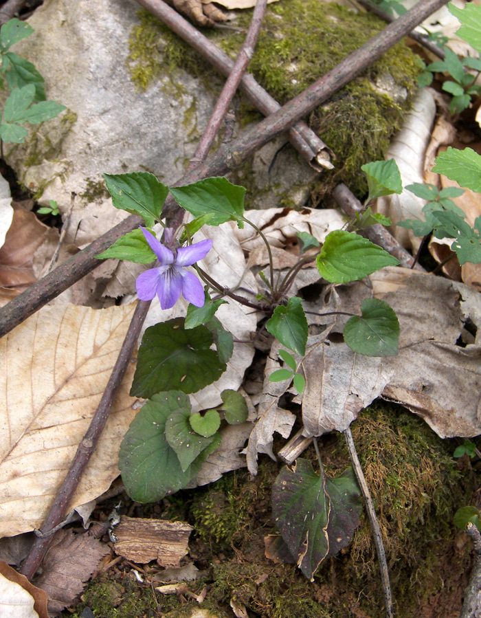 Изображение особи Viola reichenbachiana.