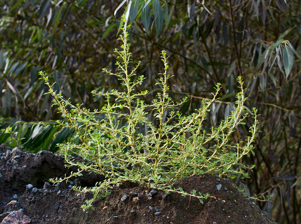 Изображение особи Amaranthus albus.