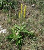 Verbascum nigrum