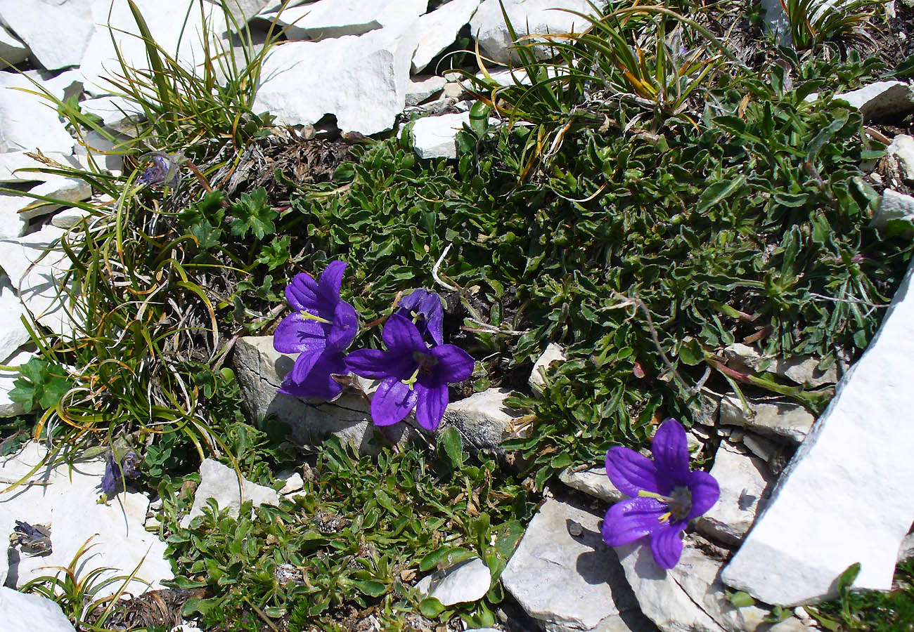 Изображение особи род Campanula.