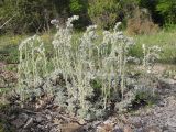 Artemisia caucasica