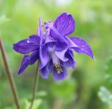 Aquilegia vulgaris. Цветок. Вологодская обл., Шекснинский р-н. 15.06.2014.