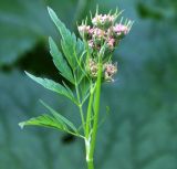 Chaerophyllum rubellum