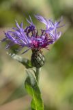 Centaurea nigrofimbria