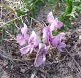 Oxytropis sordida. Соцветие. Кольский полуостров, Восточный Мурман, пос. Дальние Зеленцы. 04.08.2009.