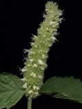 Agastache rugosa