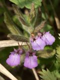 Teucrium scordium. Цветки и листья. Ленинградская обл., Волосовский р-н, берег водоёма. 26.07.2014.