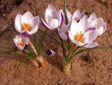 Crocus подвид alexandri