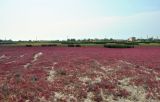 Salicornia perennans. Аспект вегетирующих растений. Крым, п-ов Тарханкут, Черноморский р-н, окр. с. Межводное, берег оз. Джарылгач. 10.07.2015.