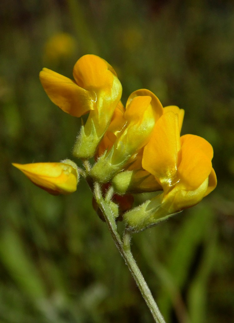 Изображение особи Lathyrus pratensis.