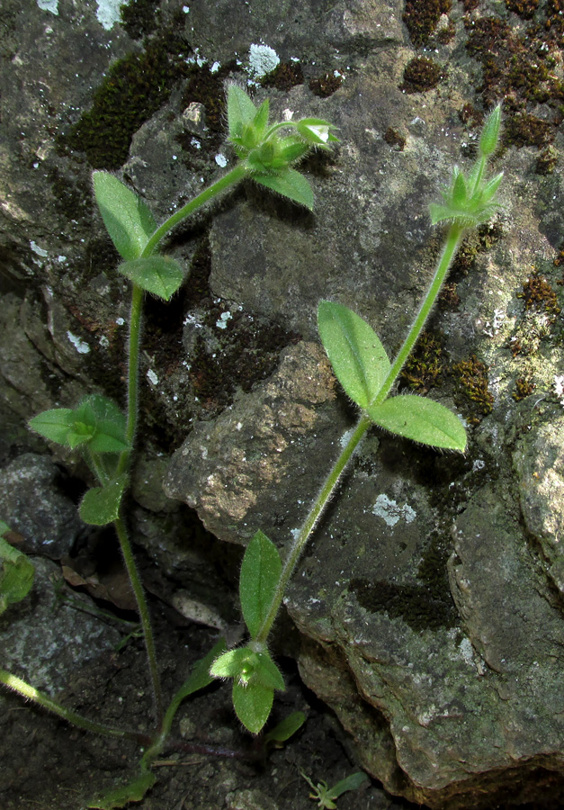 Image of Cerastium brachypetalum ssp. tauricum specimen.