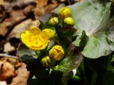 Caltha palustris подвид nymphaeifolia. Верхушка зацветающего растения. Приморье, Партизанский р-н, мыс Лисученко, у ручья. 24.04.2016.