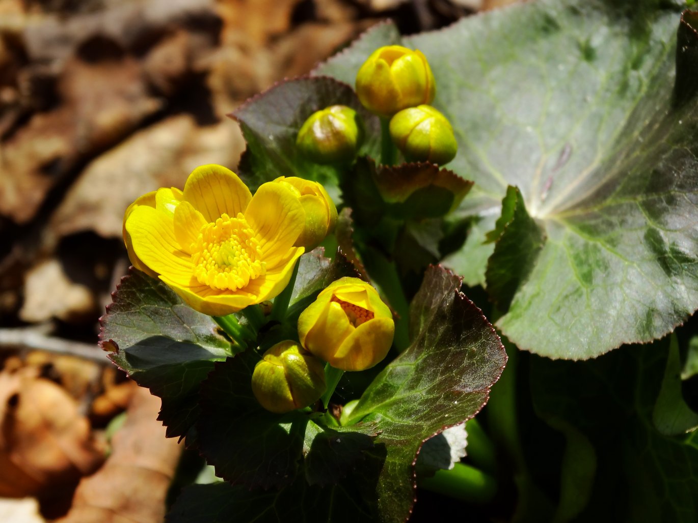 Image of Caltha palustris ssp. nymphaeifolia specimen.