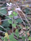 Clinopodium spruneri