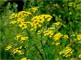 Tanacetum vulgare