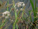 Cicuta virosa. Верхушка цветущего побега. Магаданская обл., окр. г. Магадан, устье р. Магаданка, заболоченный берег озера. 03.08.2014.