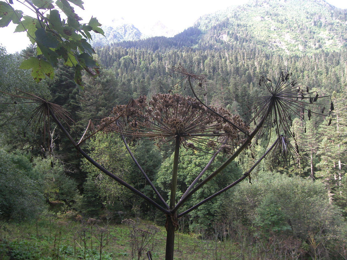 Изображение особи Heracleum mantegazzianum.