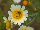 Glebionis coronaria. Соцветие с кормящейся журчалкой (Syritta pipiens). Пермский край, г. Пермь, Свердловский р-н, в городском озеленении. 30 августа 2017 г.