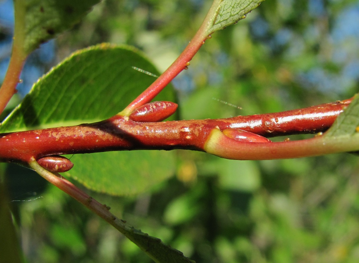 Изображение особи Salix pentandra.