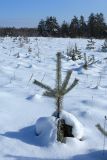 Pinus sylvestris. Молодое растение, интенсивно росшее прошлым летом (длина последнего прироста главной оси - порядка 60 см). Псковская обл., Опочецкий р-н, 393 км шоссе М20, старая залежь. 25.02.2018.