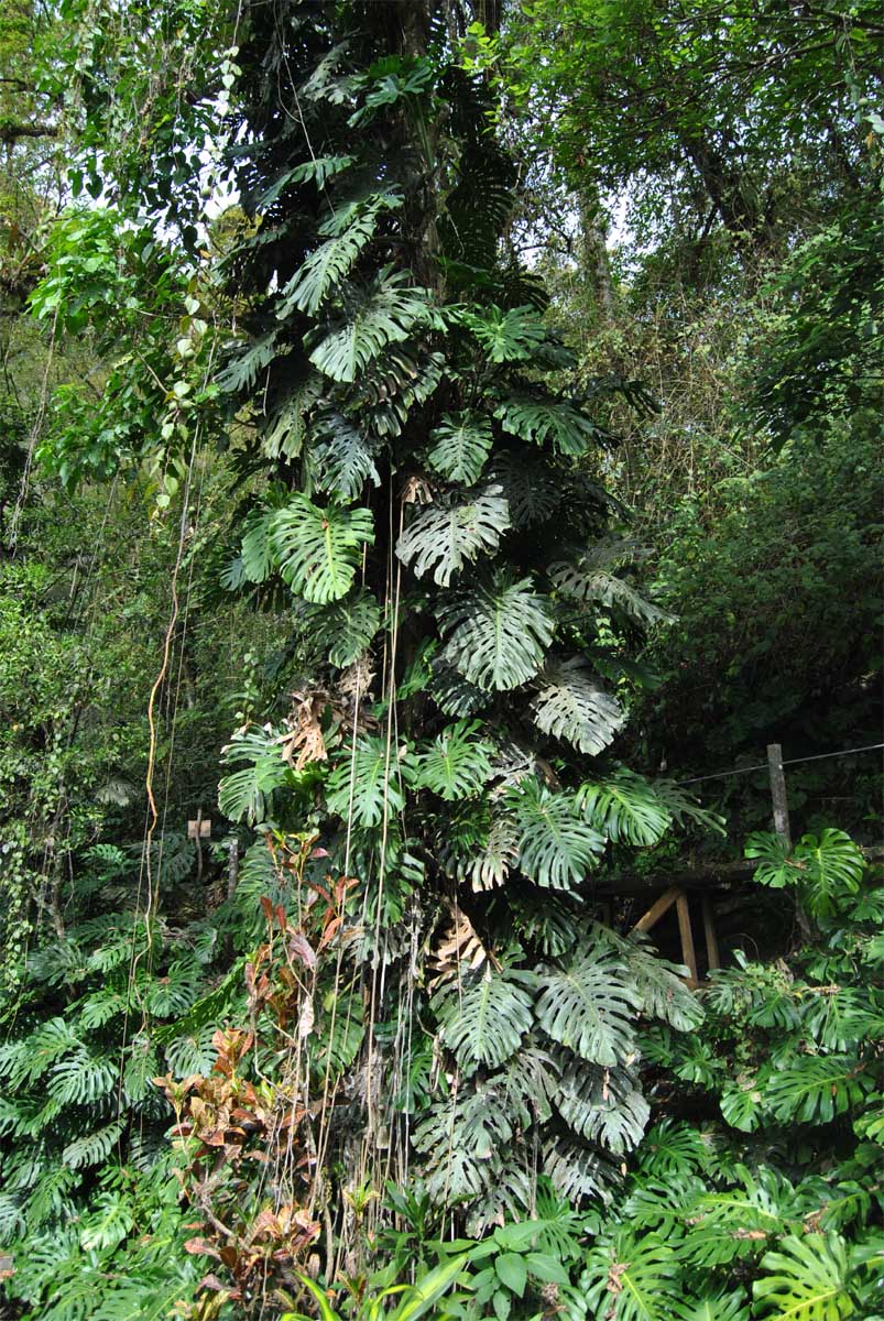 Изображение особи Monstera deliciosa.