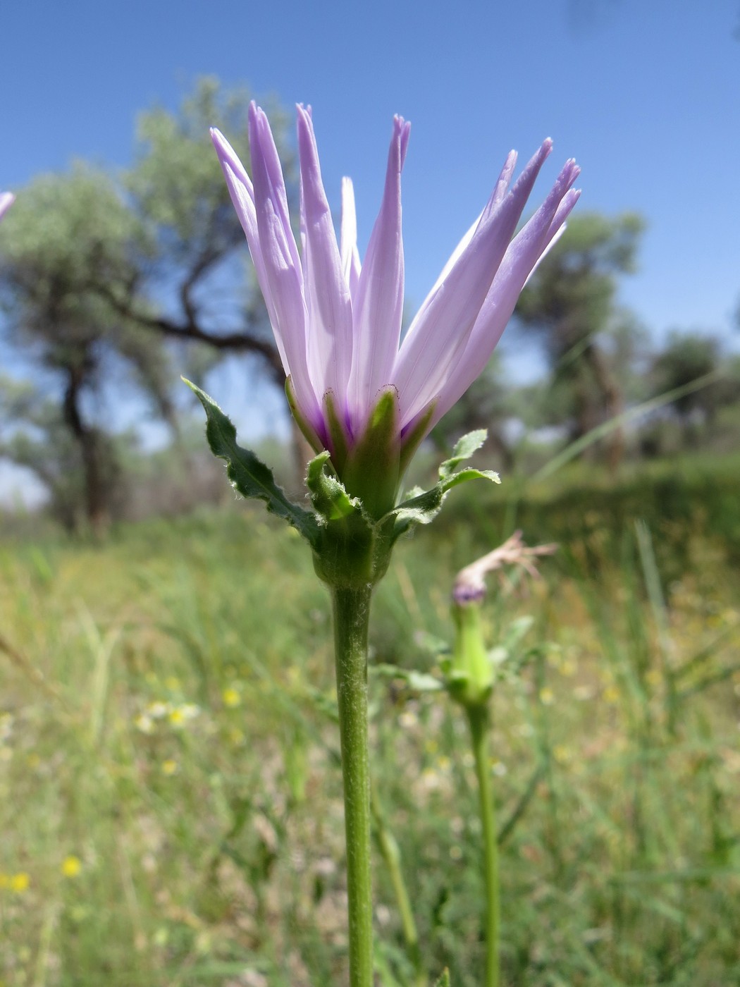 Изображение особи Epilasia mirabilis.