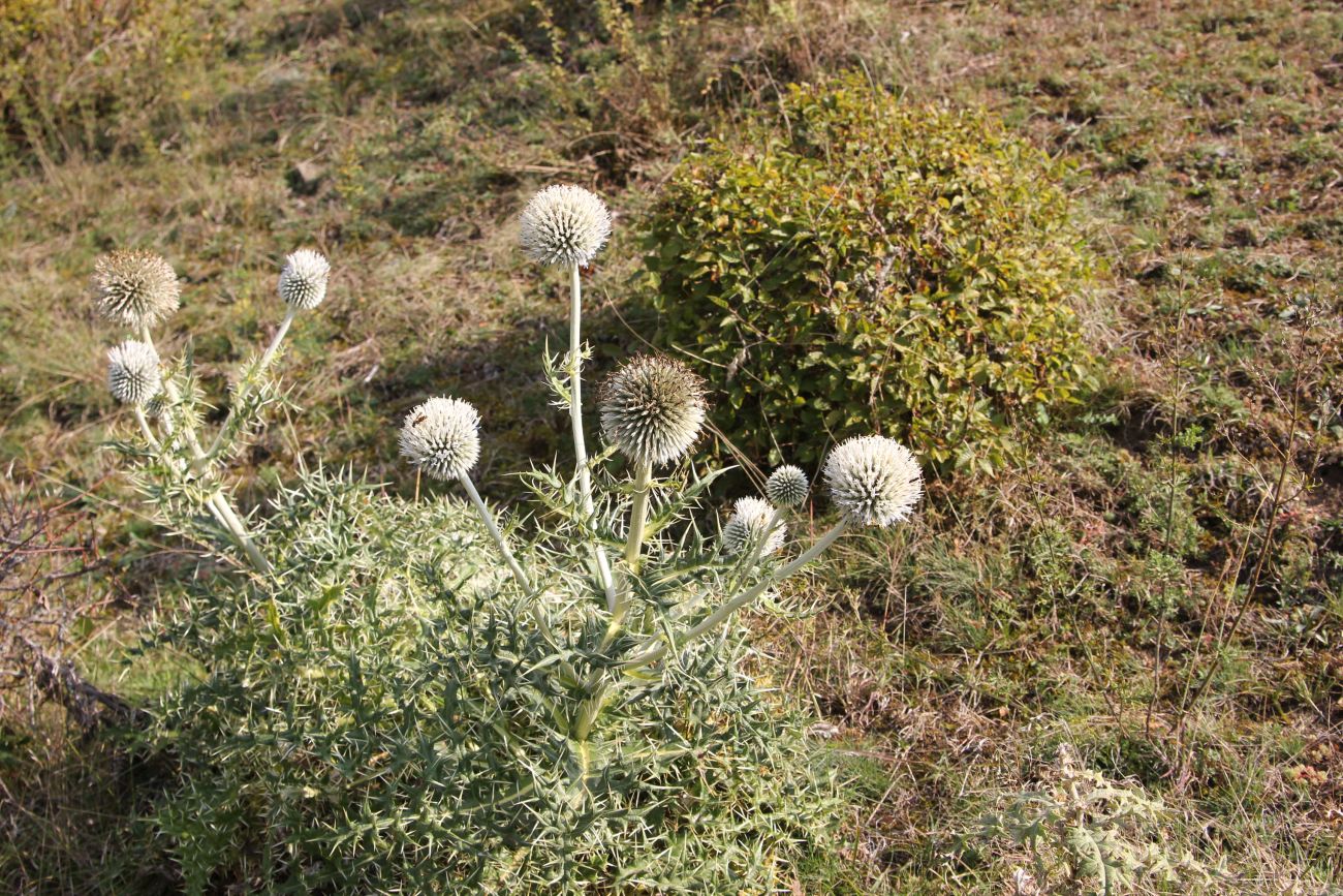 Изображение особи Echinops pungens.