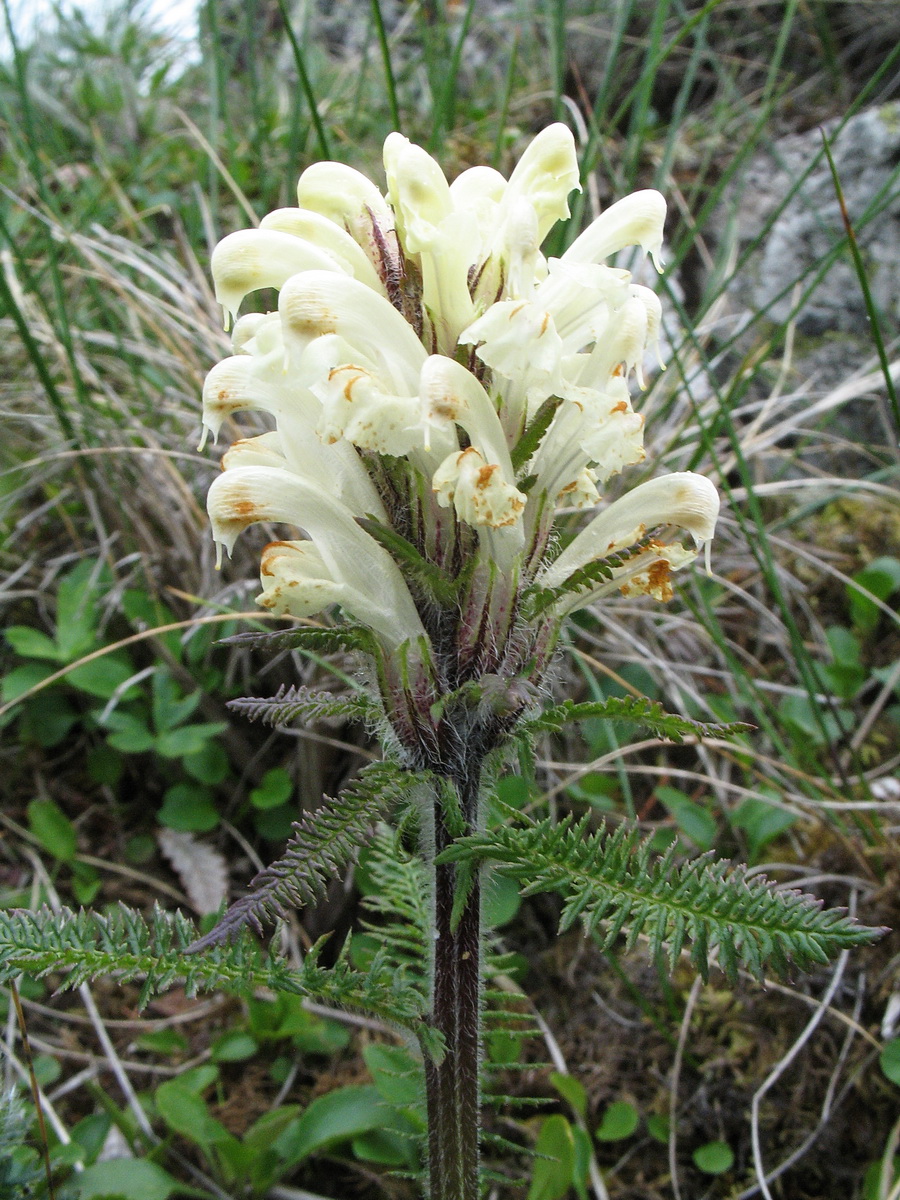 Image of Pedicularis venusta specimen.
