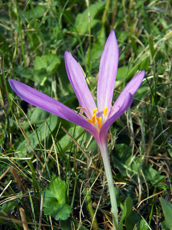 Изображение особи Colchicum autumnale.