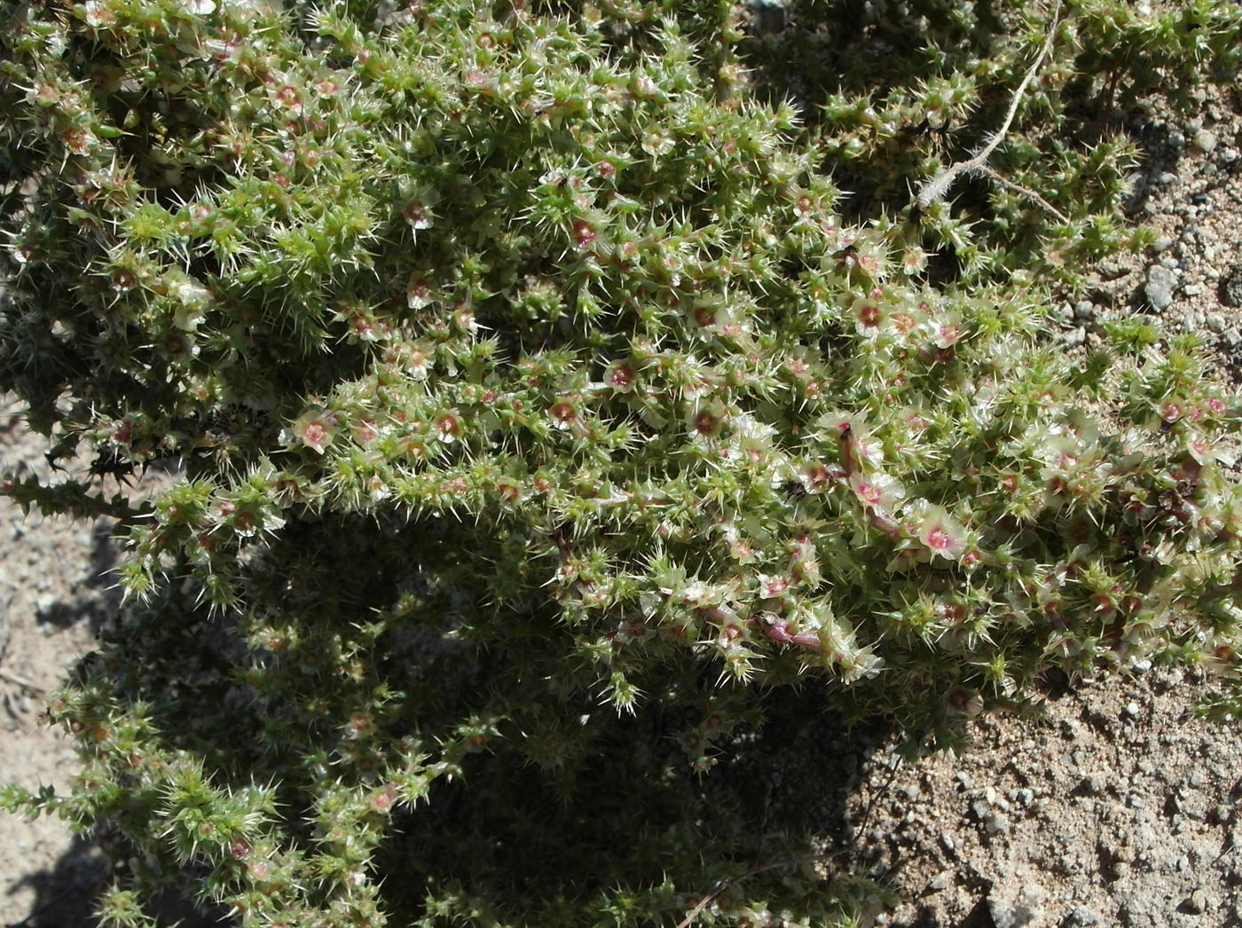 Изображение особи Salsola paulsenii.