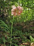 Lilium martagon