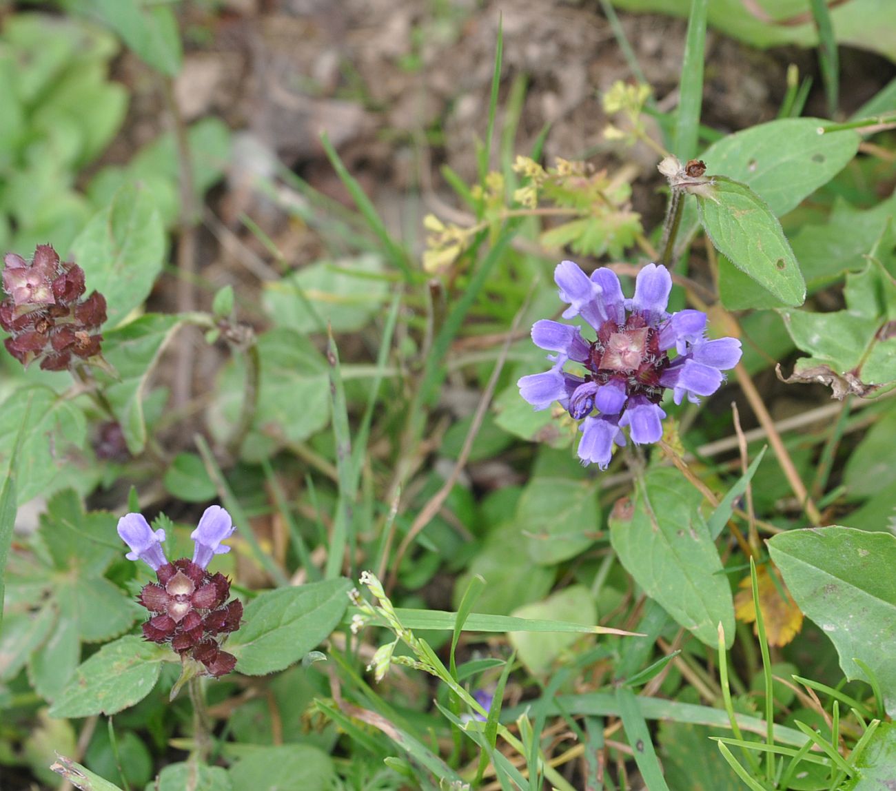 Изображение особи Prunella vulgaris.