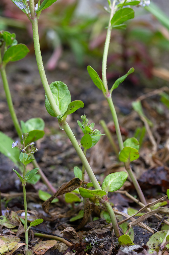 Image of Veronica beccabunga specimen.