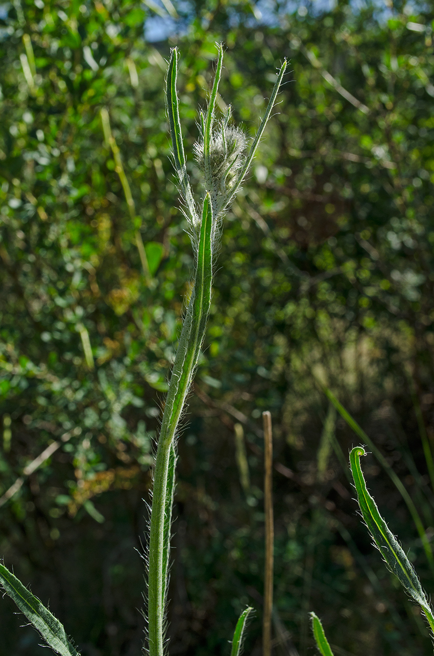 Image of genus Pilosella specimen.