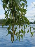 Betula form dalecarlica