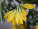 Genista linifolia. Соцветие. Испания, автономное сообщество Каталония, провинция Жирона, комарка Баш Эмпорда, муниципалитет Сант-Фелиу-де-Гишольс, окр. пос. Пунта-Брава, прогалина в сосновом лесу. 18.04.2020.