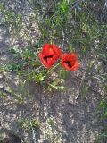 Papaver pavoninum